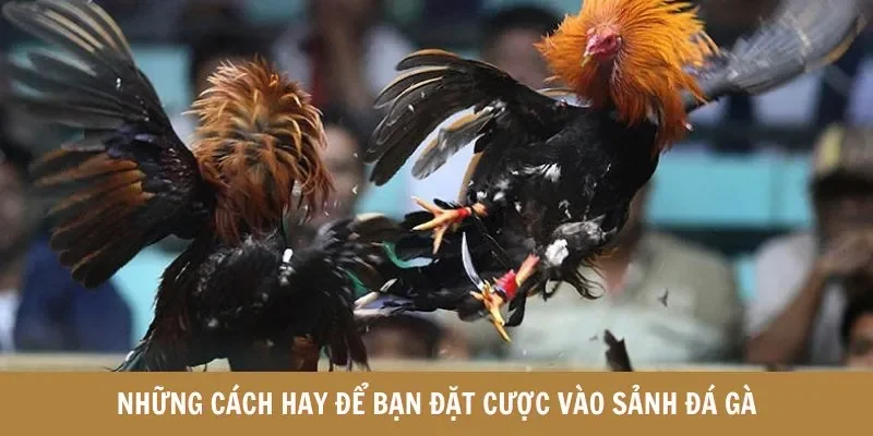 Những cách hay để bạn đặt cược vào sảnh đá gà