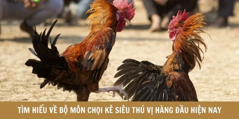 Tìm hiểu về bộ môn chọi kê siêu thú vị hàng đầu hiện nay