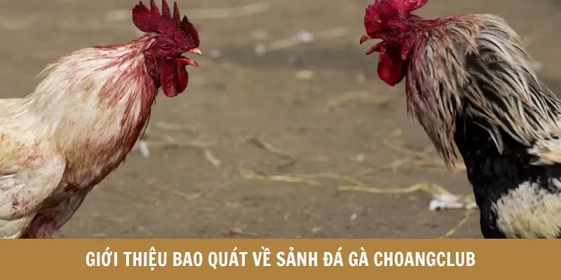 Giới thiệu bao quát về sảnh đá gà choangclub