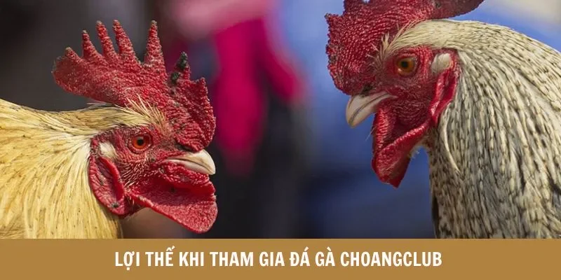 Lợi thế khi tham gia đá gà choangclub 
